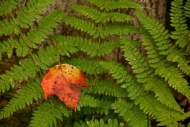 Leaf;New-England;Fern;Close-up;Peaceful;Wabi-Sabi;Plant;Vermont;Botanical;Flora;