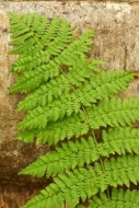 trunk;Ferns;Plants;Vegetation;New-England;Plant;Foliage;Leaf;log;Vermont;bark;Fe