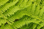 Textures;Vermont;New-England;Plant;Fern;Details;close-up;Patterns;Green;Foliage;
