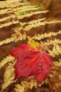 Vermont;Vein;Foliage;Brown;Fall;Leafy;Gold;Autumn;Botanical;Fern;New-England;Clo