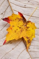 Gold;Leaves;Fall;Close-up;Tan;Autumn;Tennessee;Yellow;Red;Foliage;Leafy;Fall-Col