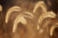 Vegetation;Botanical;Grass;Plants;Botanicals;Seed-Heads;Brown;Tan