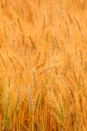Abstract;Abstraction;Agricultural;Agriculture;Brown;Calm;Close-up;Farm;Farming;F