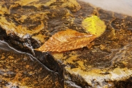 Gold;Leaf;Chute;Streaming;Waterfall;Foliage;West-Virginia;Waterfalls;Yellow;Casc