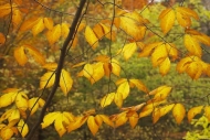 Water;Ricketts-Glenn-State-Park;Tan;Cascade;Foliage;Yellow;Leaves;Pennsylvania;F