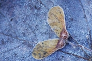 Frozen;Plant;Frost;Outdoor;Wintertime;Botanicals;Fall;Maple;Winter;Botanical;ice