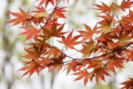 Maple;Leaf;Japanese-Maple;Foliage;Fall;Botanicals;Botanical;Autumn;Red;Leaves;Gr
