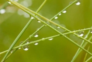 Abstract;Abstraction;Close-up;Dew;Dewy;Drop;Droplet;Droplets;Grass;Green;Line;Pa