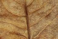 Brown;Botanical;Abstract;Abstraction;Textures;Foliage;Veins;Plant;Leaves;Pattern