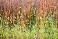 Botanical;Brown;Calm;Close-up;Dew;Drops;Flowers-Plants;Gold;Grass-Seed-Head;Gras