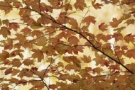 tree-trunk;tree-limbs;Orange;Abstracts;limb;branch;Maple;Autumn;Leaves;Gold;bran