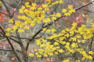 branches;branch;Maple;Fall;Leaf;Red;Autumn;Foliage;limb;Leaves;Little-River-Cany