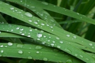 Grass;Rachel;Plants;Leaf;Leaves;Foliage;dew-drops;water;Botanical;Ferns;Botany;d