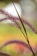 Brown;Close-up;Florida;Flowers-Plants;Grass;Grass-seed-heads;Green;Healing;Healt