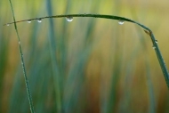 dew-drops;droplet;drops;Green;drop;dew;water;Grass;Brown;dewy;reflections;Close-