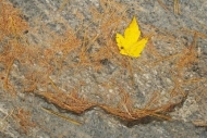Rock;Fallen;Leaf;Brown;Gold;Maple;Fallen-Leaves;Yellow;Gray;Leaves;Rock-Face;Wab