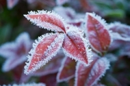 Botanical;Botanicals;Veins;ice;Vegetation;Close-up;Shrub;Leaf;Nandina;Leaves;Fol