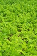 Botanical;New-Jersey;Green;Ferns;Greenery;Patterns;Plants;Textures;Vegetation;Ab