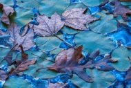 Abstract;Abstraction;Aqua;Autumn;Blue;Botannicals;Brown;Close-up;Details;Fall;Fa