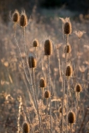 Botanical;Brown;Calm;Dipsacus;Gold;Healing;Minimalism;Nature;Pastoral;Seed-Heads