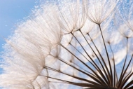 Abstract;Abstraction;Blue;Botanical;Brown;Calm;Close-up;Dandelion;Flowers-Plants