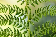 Botanical;Close-up;Oregon;Wabi-Sabi;botanicals;fern;green;oneness;oriental;peace