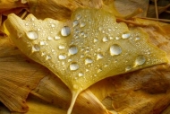 Dew;Dewy;Drop;Droplets;Fallen;Fallen-Leaves;Ginkgo;Gold;Leaf;Leaves;Orange;Plant