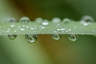 Botannicals;Close-up;Dew;Dewy;Drop;Droplets;Grass;Green;Leaf;Leaves;Oneness;Wate