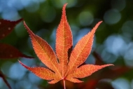 Botannicals;Close-up;Foliage;Green;Leaf;Leaves;Looking-up;Maple;Maple-Leaf;North