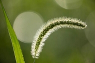 Bloom;Close-up;Dew;Dewy;Drop;Droplets;Grass;Grass-Seed;Grass-Seed-Head;Green;Lea