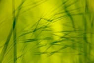 Abstract;Abstraction;Botanical;Calm;Close-up;Flowers-Plants;Healing;Health-care;