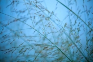 Abstract;Abstraction;Blue;Botanical;Calm;Close-up;Grass-Seed-Head;Grass-seed-hea