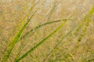 Abstract;Abstraction;Botanical;Calm;Close-up;Grass-Seed-Head;Grass-seed-heads;He