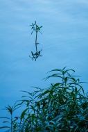 Aqua;Blue;Botanical;Henry-Horton;Henry-Horton-State-Park;Leaf;Minimalism;Mirror;