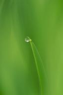 Damp;Dew;Dewy;Drop;Droplet;fresh;grass;Green;Moisture;oneness;plants;Reflections