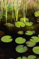 reeds;Rachel;Mire;Swamp;Lily-Pads;water;Patterns;Green;Muskeg;Swamps;Okefenokee;