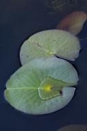 Mire;Muskeg;Marsh;Bog;Swamps;Swamp;Textures;Shapes;Patterns;Abstractions;Abstrac