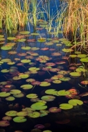 Abstract;Abstractions;Bog;Calm;Healing;Health-care;Healthcare;Lily-Pad;Lily-Pads