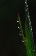 Abstract;Abstractions;Patterns;Shapes;Textures;Dew;Details;Water;Reflections;Dro