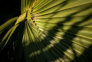 Abstract;Abstractions;Botanical;Botanicals;Flora;Flowers;Herb;Palmetto;Patterns;