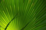 Abstract;Abstractions;Botanical;Botanicals;botany;flora;Green;greenery;herb;herb