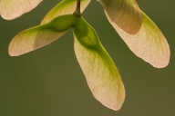 Botanical;Botanicals;botany;flora;Green;greenery;herb;herbage;plant;plants;Red;s