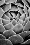 Abstract;Abstractions;Black-and-White;botanical;botanicals;botany;flora;greenery