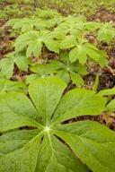 Textures;Shapes;Patterns;Abstractions;Abstract;Leaf;Leaves;Leafy;Foliage;Vein