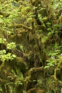 Abstract;Abstractions;Bark;Branch;Branches;Bush;Forest;Green;Herbaceous;Leafy;Mo