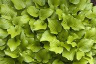 botanical;plant;plants;botanicals;botany;vegetation;greenery;flora;herbage;herb;