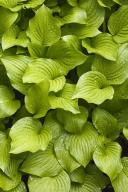 botanical;plant;plants;botanicals;botany;vegetation;greenery;flora;herbage;herb;