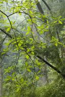 Haze;Obscured;Mist;Misty;Foggy;Fog;Wood;Woodland;Woods;Timber;Timberland;Forest;