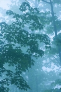 Fog;Bush;Trees;Wood;Blue;Oneness;Branch;Forest;Oriental;misty;zen;Herbaceous;Bar
