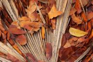 Botanical;Botanicals;botany;Brown;Everglades-National-Park;flora;Florida;Foliage